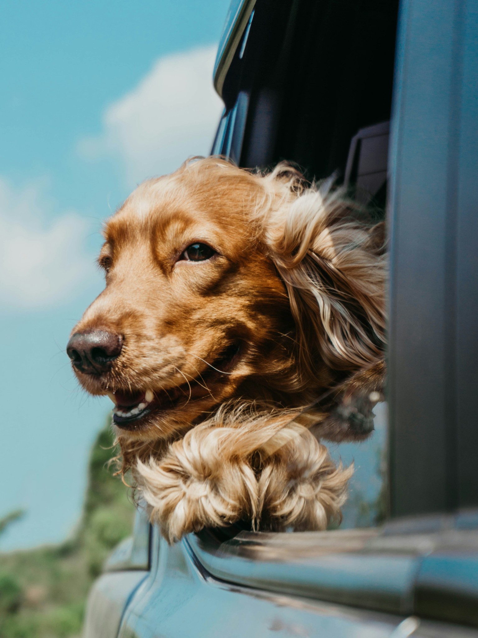 Blessing of Animals - Saturday, October 3rd at 12:00 PM